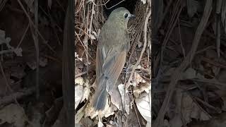 Quail mother find of babies [upl. by Guod]