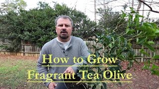 How to grow Fragrant Tea Olive  Osmanthus Fragrans  Guìhuā [upl. by Gnim62]