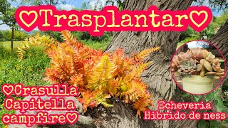 💚Crassula Capitella campfire  E Hibrido de Ness💚 [upl. by Maxi]