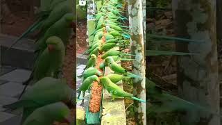 Parrot youtubeshorts parrot malayalam beautiful birds [upl. by Keary559]