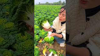 Fresh Bok Choy Harvest  Amazing Green Vegetables Farming by Rural Farmer 🥬🥬 shorts satisfying [upl. by Livvi]