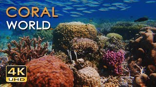 4K Coral World  Tropical Reef Fish  Relaxing Underwater Ocean Video amp Sounds  No Loop  Ultra HD [upl. by Kelleher938]