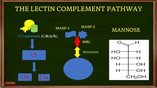 L51 The Lectin Complement Pathway How the Lectin Complement System worksThe MBL pathway [upl. by Llerrehs]