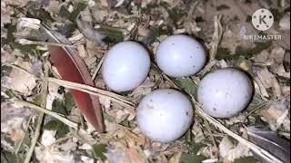 pineapple conure eggs [upl. by Anerat]