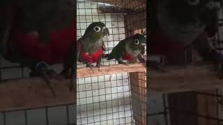 crimson bellied conure [upl. by Eiramanel]