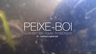 Peixeboi  Guardião das Águas Amazônicas 1 Conheça o peixeboi amazônico [upl. by Ihcehcu]