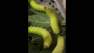 UpClose with Caterpillars Watch Them in Action🐛🔍 [upl. by Aihsekin183]