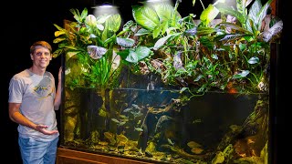 The Truth About My 350 Gallon Jungle Paludarium 1 Year Later [upl. by Adnouqal]