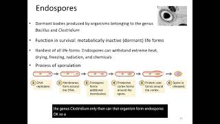 Endospores amp Sporulation [upl. by Paff]