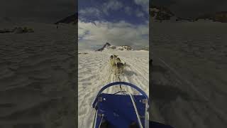 I drove a Dog Sled on an Alaskan Glacier and survived [upl. by Townsend85]