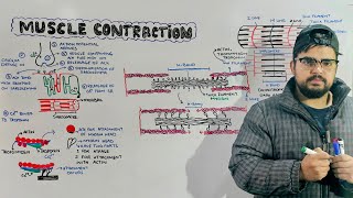 Muscle Contraction Mechanism of muscle contraction in Detail [upl. by Lenno]