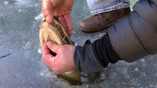 How alligators survive in frozen water [upl. by Gilbertson]