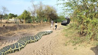 two Largest Anaconda Following Childs on Dengerous Forest  Amazon Anaconda 2024 viral trending [upl. by Ardnalahs]