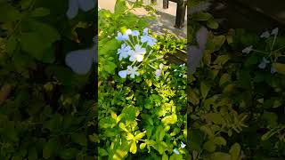 Plumbago Auriculata flowers plants [upl. by Alasteir546]