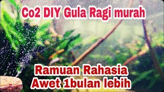 Co2 DIY Gula Ragi yang bisa awet sampai satu bulan lebih [upl. by Yelyab]