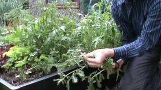 SmartGrowers  How to control bolting salad rocket and mizuna [upl. by Yclehc248]