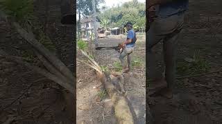 Woodcutter ❗️cutting hardwood woodworking woodsplitting lumberjack bandsaw treefelling shorts [upl. by Dustin]