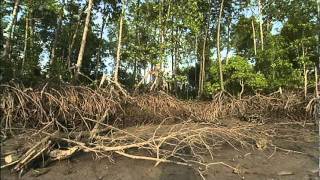 Mangroves The Roots of the Sea AMNH Science Bulletins [upl. by Giardap]