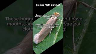 weeklymoths The Common Clothes Moth [upl. by Beekman]