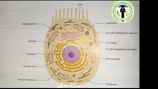 Structure Of Cell anatomy nursingexam humananatomy trending viralvideo medicalstudent [upl. by Harlie]