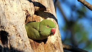 Roseringed Parakeets [upl. by Walker]