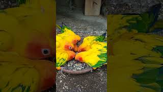 Sun conure breedar pair parrot birdshortsvideoviralshorts [upl. by Adlig266]