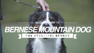 ALL ABOUT THE BERNESE MOUNTAIN DOG [upl. by Nedra776]