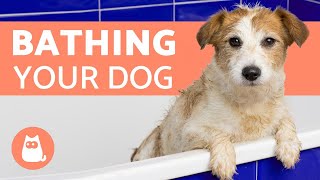 How Often Should I Bathe My Dog [upl. by Si]