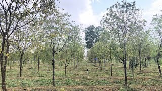 SandalwoodSri Gandha Chandan cultivation and importance of host at primary stage Host Plant [upl. by Eniahs134]