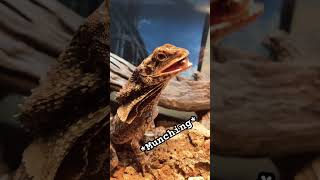 Scuse me 😊 funny comedy shorts fyp exotic animallover animals pets reptiles [upl. by Lig350]