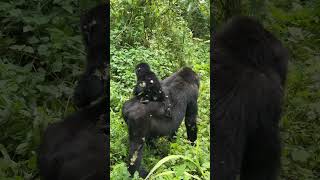 Bwindi Impenetrable National Park gorilla trek 2 [upl. by Castera495]