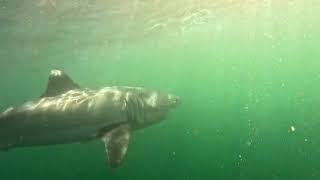 Great White Sharks Feeding UpClose Footage at Farallon Islands [upl. by Yrdnal]