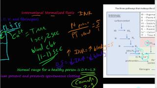 52  prothrombin time PT partial thromboplastin time PTT International normalized ratio INR [upl. by Asle]