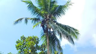 coconut tree cutting🌴 [upl. by Estes]