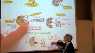 BIOLOGY METABOLIC REACTIONS PART 1 ENZYMES amp COENZYMES by Professor Fink [upl. by Janna]