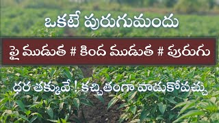 మిరపలో ఒకటే మందుతెల్లదోమత్రిప్స్మైట్స్లద్దెపురుగు చంపుతుంది parusavedi [upl. by Capps]