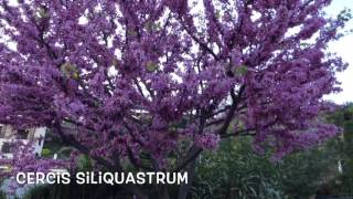 Cercis siliquastrum Garden Center online Costa Brava  Girona [upl. by Canty47]