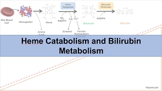 Heme Catabolism and Degradation Pathway  Biochemistry Lesson [upl. by Keiryt476]