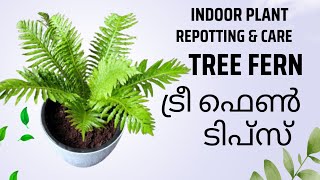 ട്രീ ഫേൺ ടിപ്സ് Tree Fern Tips amp Repotting Indoor Plant Malayalam [upl. by Swigart813]