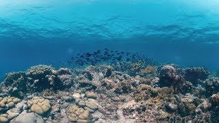 Saving Curacaos coral reefs [upl. by Teresita]