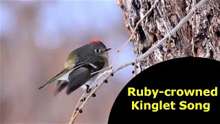 Rubycrowned Kinglet Song [upl. by Nnyroc]