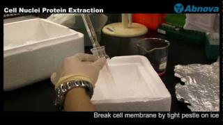 Cell Nuclei Protein Extraction [upl. by Okajima]