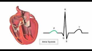 Anatomy amp Physiology Online  Cardiac conduction system and its relationship with ECG [upl. by Frisse]