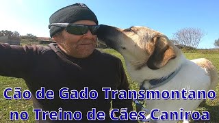 Vídeo do Cão de Gado Transmontano no Treino de Cães Caniroa [upl. by Adachi]