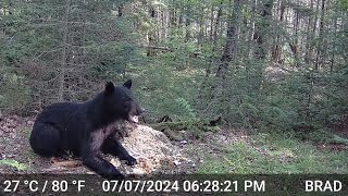 WISCONSIN BLACK BEARS  Life in the Northwoods  2024 [upl. by Acsirp]