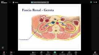 Anatomía y fisiología renal  Nefrología  sem 12 [upl. by Rosco75]