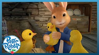 OfficialPeterRabbit 🐥🐣 Meet the Ducklings 🐣🐥  Meet the Characters  Easter  Cartoons for Kids [upl. by Leziar473]