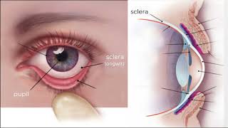 De anatomie van het oog [upl. by Ekusuy]