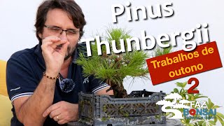 Pinus Thunbergii  Trabalhos de outono 2 [upl. by Harte]