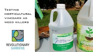 Testing Horticultural Vinegar Weedkillers [upl. by Utimer]